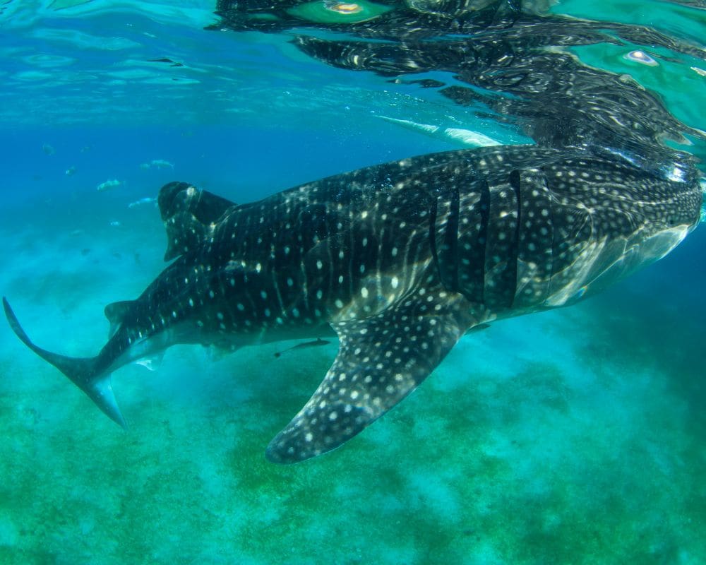 Activities to do in Cancun in December