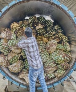 day trip to tequila from guadalajara