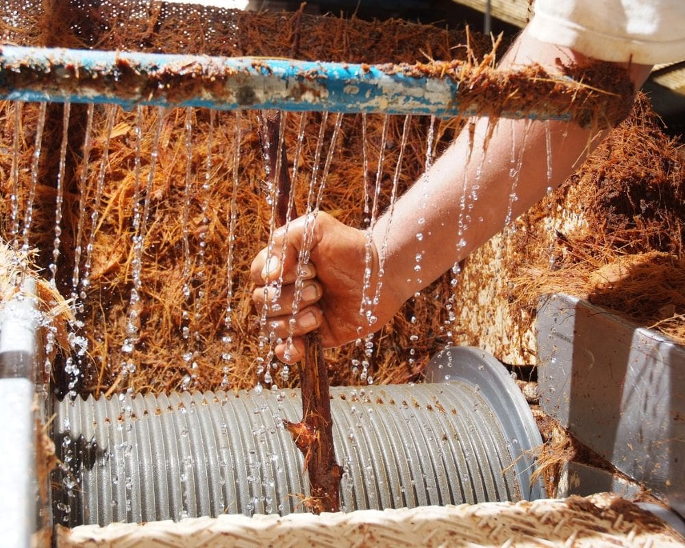 day trip to tequila from guadalajara