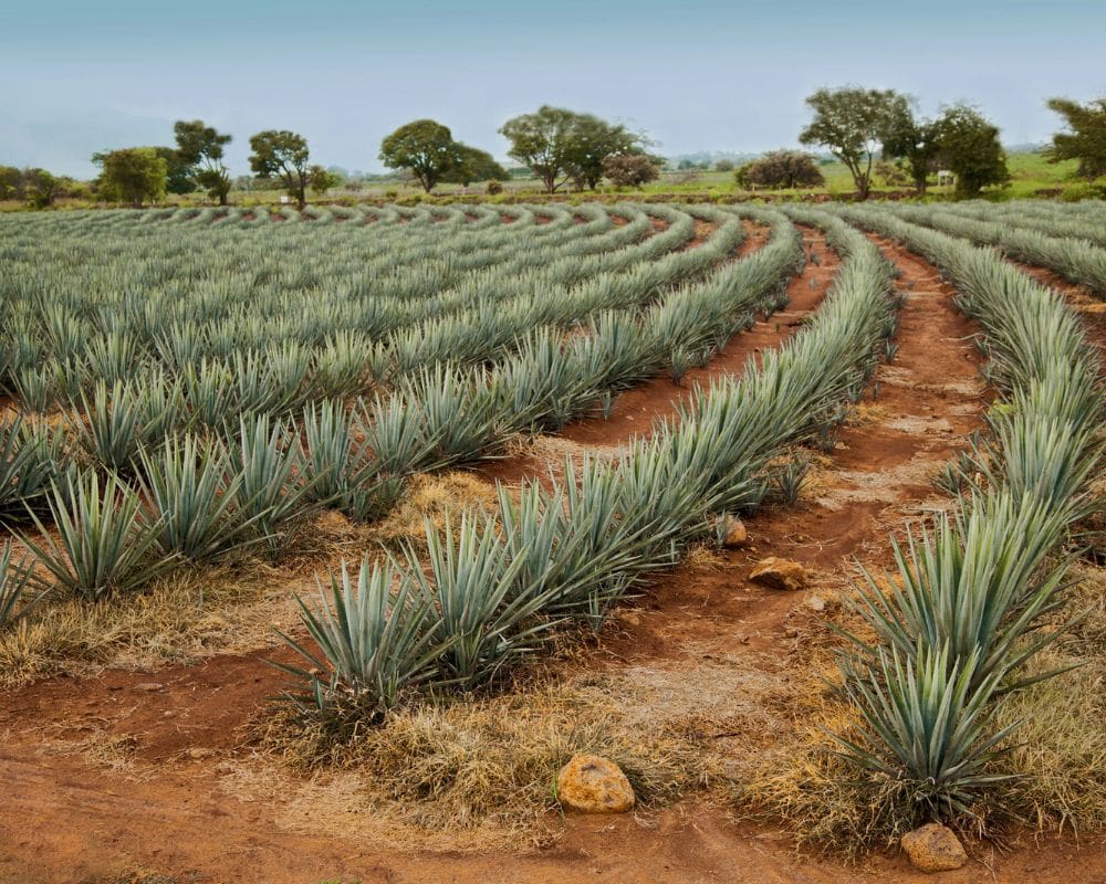 day trip to tequila from guadalajara