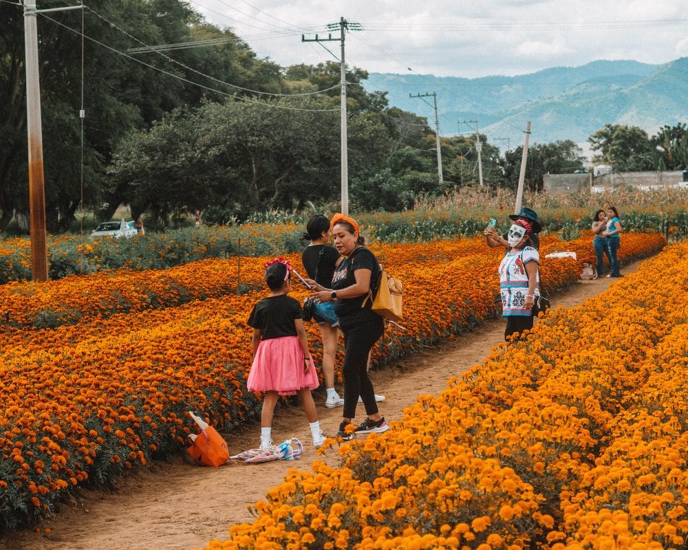 oaxaca marigold farm tour