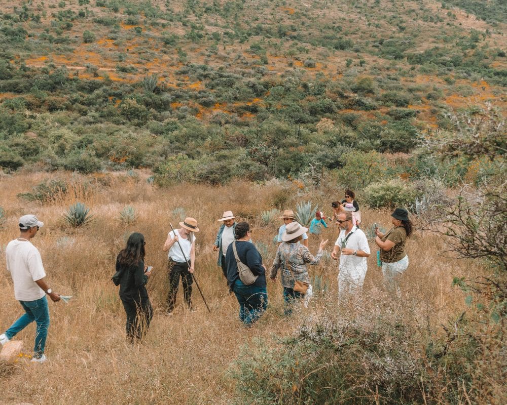 Walk through agave fields and taste ancestral mezcal - Image 5